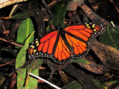 Monarch Butterfly perched on leaves